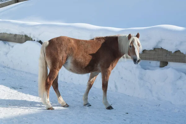 Kůň Sněhu — Stock fotografie