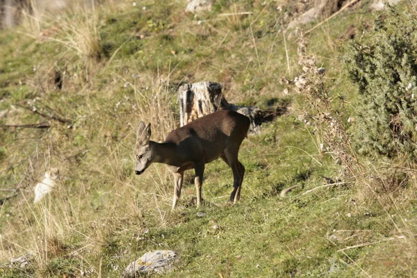 Faune Naturelle Faune Des Cerfs — Photo