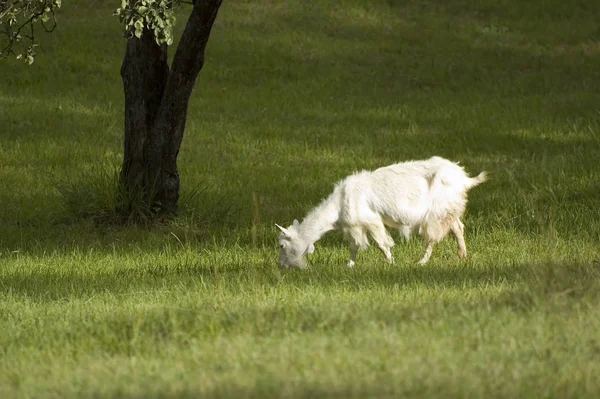 Белая Коза Ест Траву Стороне Страны — стоковое фото