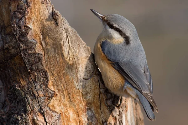 Festői Kilátás Gyönyörű Nuthatch Madár — Stock Fotó