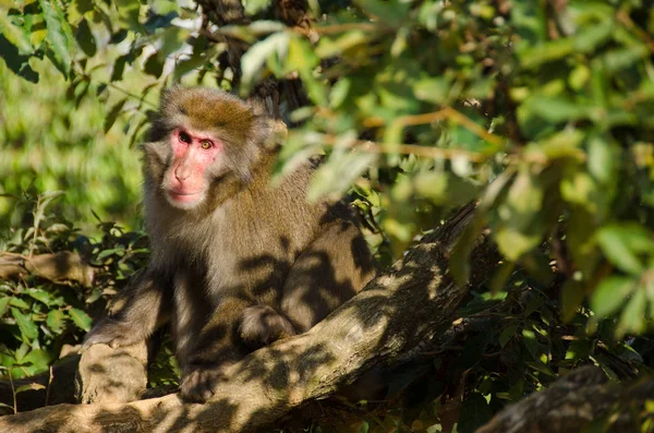 Macaco Japonês Macaca Fuscata Sentado Chão Seu Habitat Natural — Fotografia de Stock