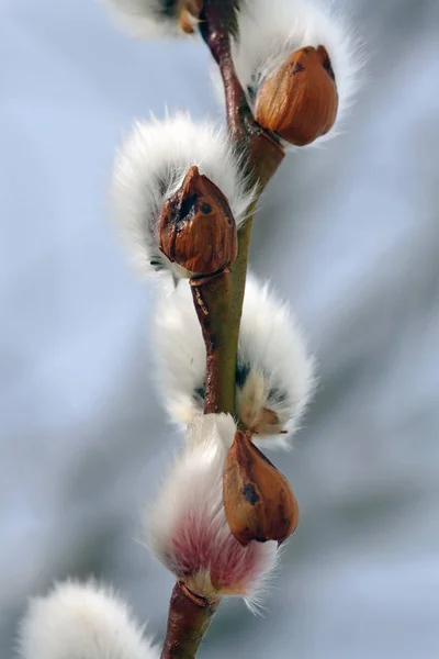 Tavaszi Futárok Lágy Catkins — Stock Fotó