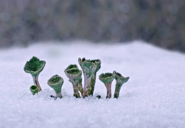 Vista Uma Cena Inverno — Fotografia de Stock