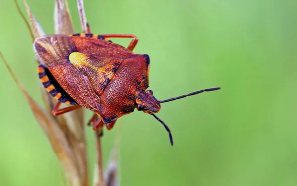 Közelkép Bug Vad Természet — Stock Fotó