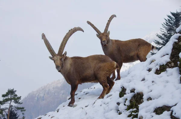 Capricorne Animal Sauvage Chèvre Aux Cornes — Photo