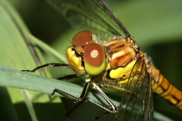 Detailní Makro Pohled Hmyz Vážky — Stock fotografie