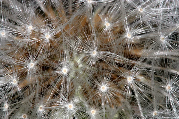 Schöne Aussicht Auf Natürliche Löwenzahnblume — Stockfoto