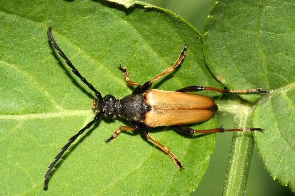 Longhorn Böceği Kertenkele Saksafonu — Stok fotoğraf