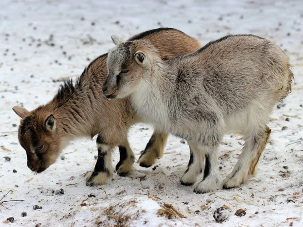 Dvě Kozy Děti Zimním Parku Sababurg — Stock fotografie