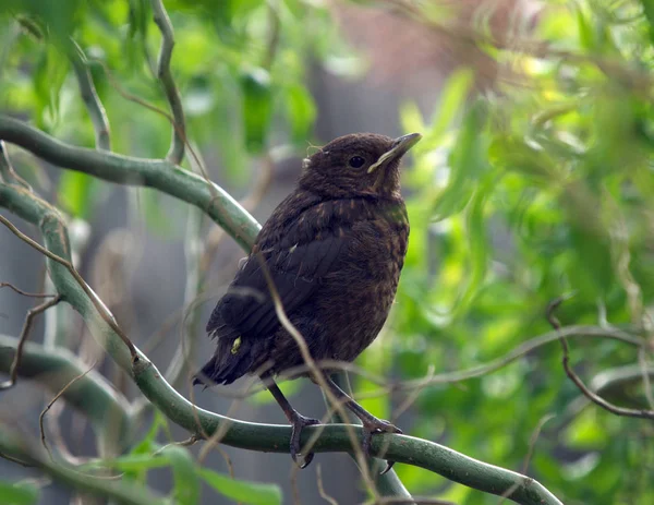 Blackbird Ötücü Kuşu Kuş Bilimi Hayvan Bilimi — Stok fotoğraf