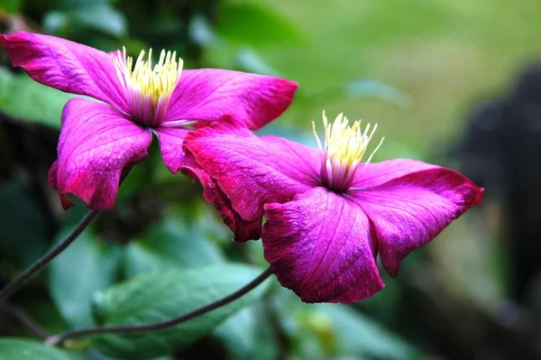 美しい花 花のコンセプトの背景 — ストック写真