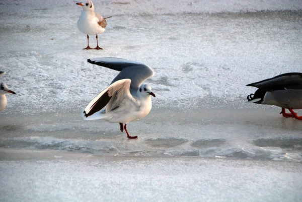 Ducks Seagulls Frozen Elbe — Stock Photo, Image