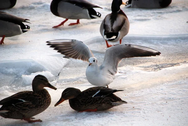 Canards Mouettes Sur Elbe Gelé — Photo