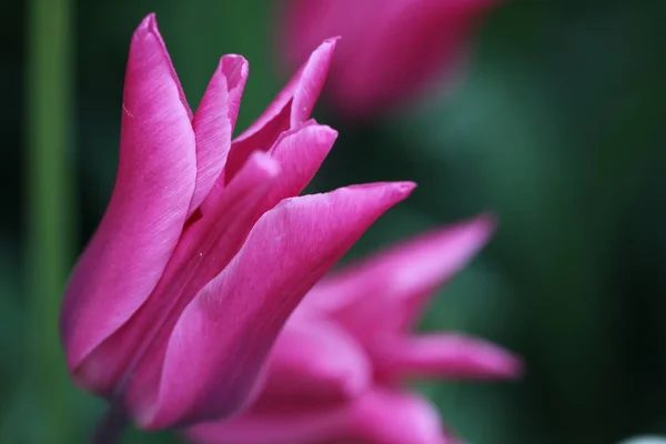 Tulpenblumen Flora Blüht — Stockfoto