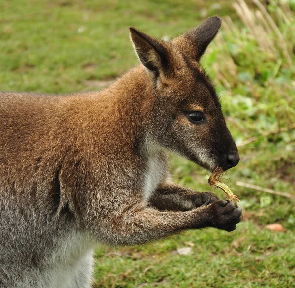 Canguro Animale Mammifero Australiano — Foto Stock