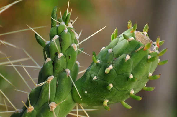 Rośliny Tropikalne Kaktusy Kaktusy — Zdjęcie stockowe