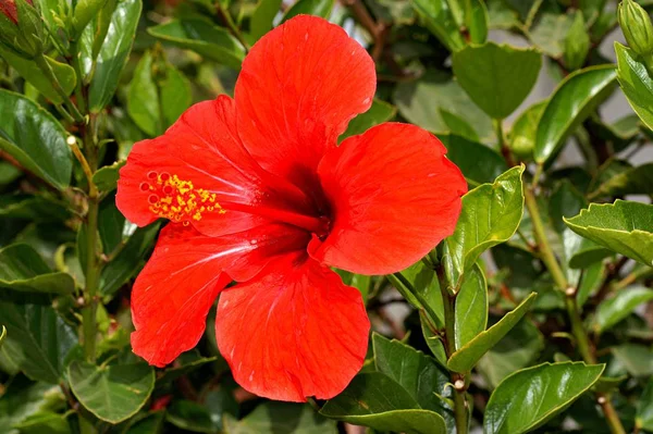 美しいカラフルなハイビスカスの花の景色 — ストック写真