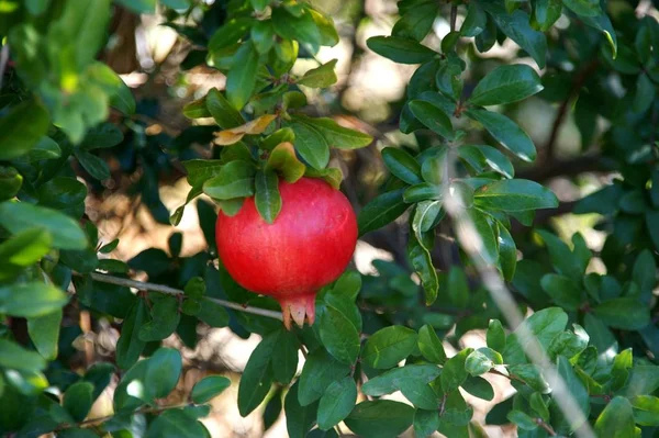 Fresh Red Pomegranate Fruit Summer Fruit — Stock Photo, Image