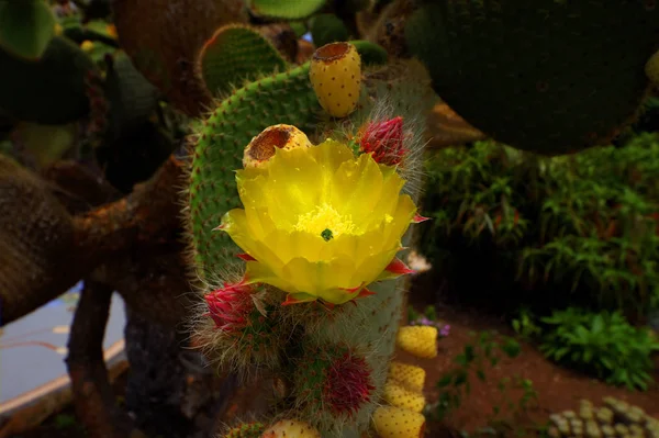 Nature Tropicale Plante Flore Botanique Cactus — Photo