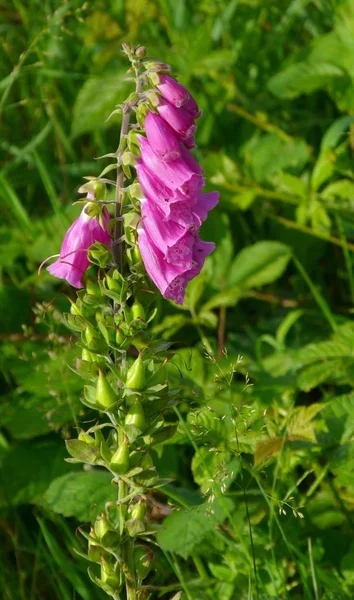 Foxglove Flower Bells Flora — Stock Photo, Image