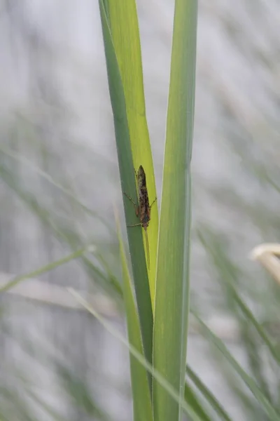 Close Van Een Insect Wilde Natuur — Stockfoto