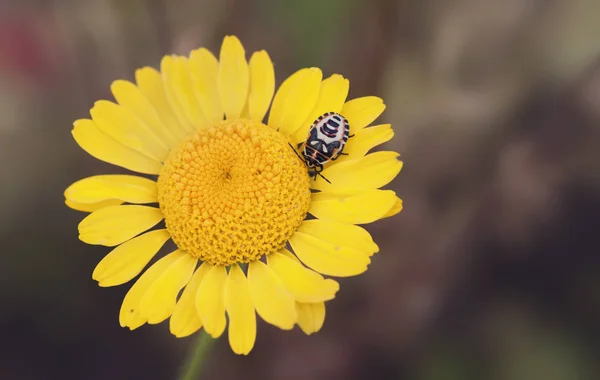 Mooi Botanisch Schot Natuurlijk Behang — Stockfoto