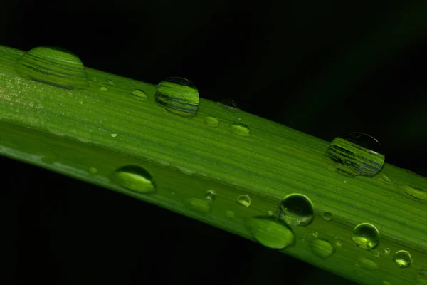 Folha Verde Com Gotas Água Sobre Ele — Fotografia de Stock