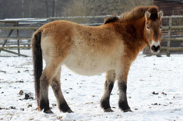 Przewalski Kůň Zimě Tierpark Sababurg — Stock fotografie