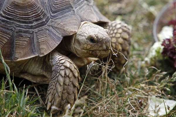 Närbild Sköldpadda — Stockfoto