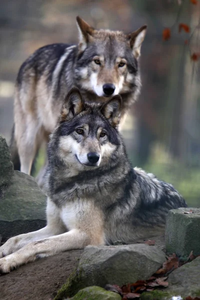 Дикие Волки Естественной Среде Обитания — стоковое фото