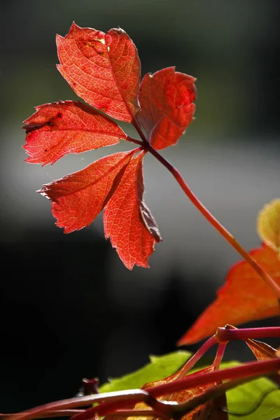 Autumnal Vine Leaves Back Light — Stock Photo, Image
