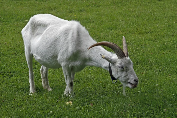 White German Noble Goat — Stock Photo, Image