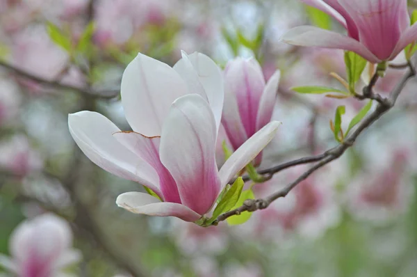 Fleurs Magnolia Pétales Fleurissent Flore Printanière — Photo