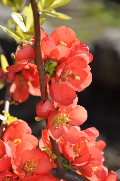 Flores Marmelo Florido — Fotografia de Stock