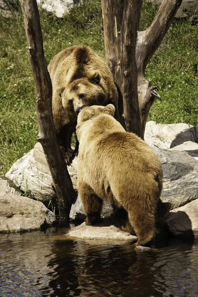 Zbliżenie Zwierząt Zoo — Zdjęcie stockowe