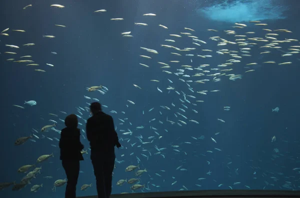 Fondo Pantalla Tema Marino Disparo Luz Del Día —  Fotos de Stock