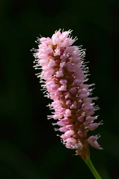 Voorjaarsflora Wietplanten — Stockfoto