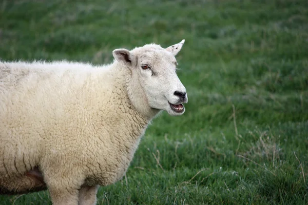 Animali Allevamento Attenzione Selettiva — Foto Stock