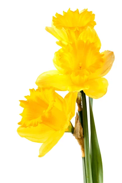 Gula Påskliljor Blommor Isolerad Mot Vit Bakgrund — Stockfoto