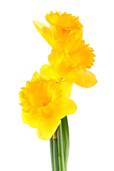 Нарцисс Весенние Лепестки Цветов Флора — стоковое фото