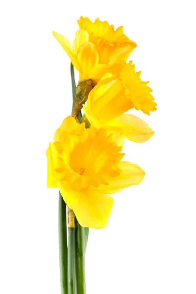 Narcisos Amarelos Flores Isoladas Contra Fundo Branco — Fotografia de Stock
