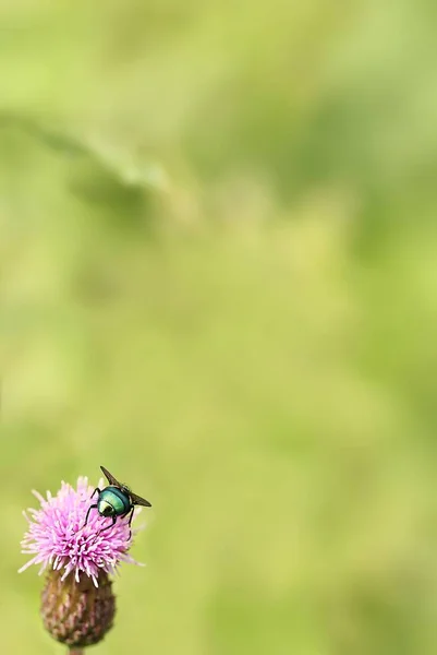 Güzel Botanik Fotoğrafı Doğal Duvar Kağıdı — Stok fotoğraf