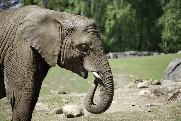 Elefante Zoológico Durante Verano Oeste Suecia — Foto de Stock