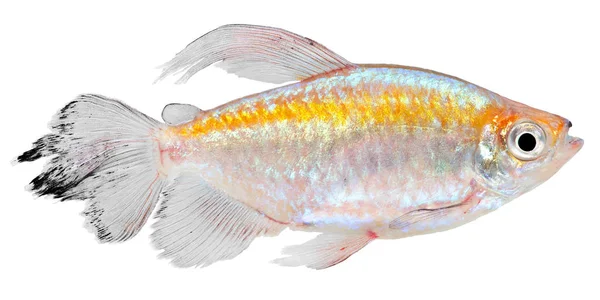 Kongo Tetra Fisch Isoliert Auf Weißem Hintergrund Phenacogrammus Interruptus — Stockfoto