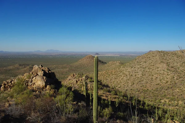 Saguaros Rochas Colinas Tucson Arizona Distância — Fotografia de Stock