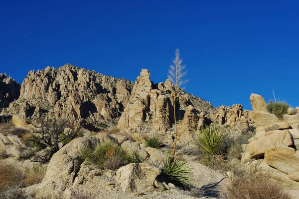 Wüstenpflanzen Felsen Und Tiefblauer Himmel Nävada — Stockfoto