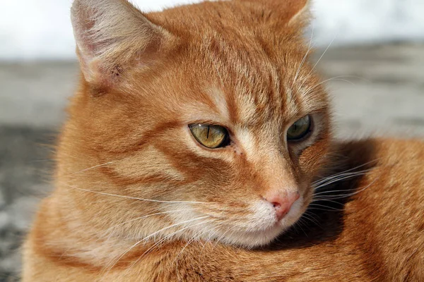 Gato Juguetón Divertido Animal Mascota Concepto — Foto de Stock