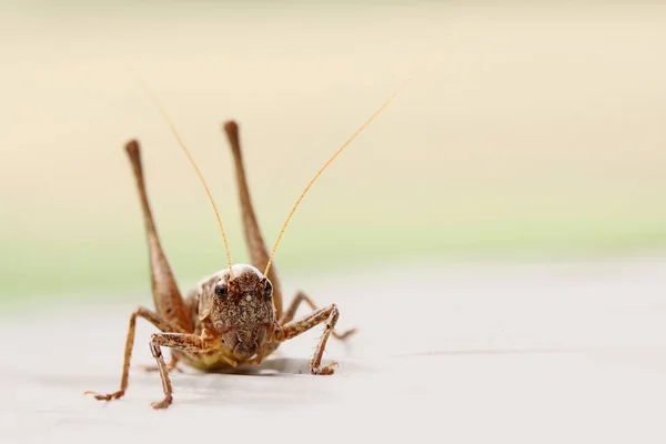 Primer Plano Error Naturaleza Salvaje — Foto de Stock