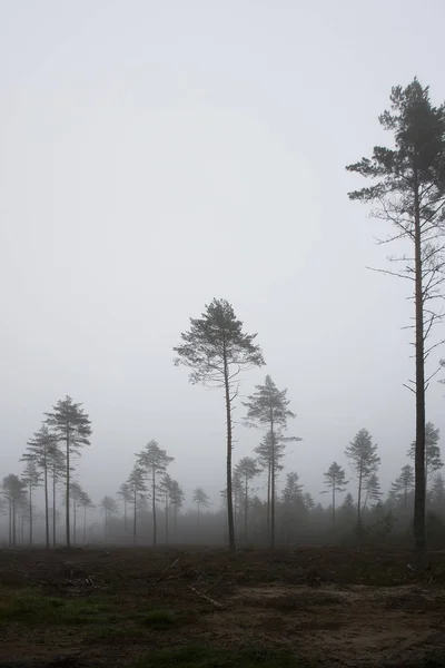 Landschap Met Mist Bij Dageraad — Stockfoto