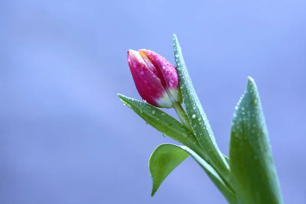 Primer Plano Del Tulipán Con Gotas Agua — Foto de Stock